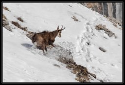 faune de nos montagnes 4